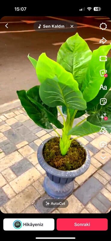 dekarativ guller: 🌸 İstədiyiniz dibçəyi, istədiyiniz ölçüdə yığırıq! 🏡 Evlər, ofislər — 28