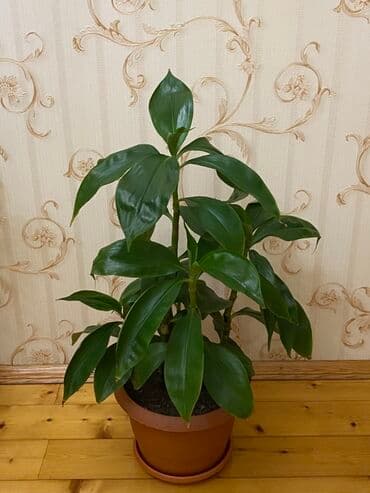 Otaq bitkisi – Drasena (Dracaena fragrans tipli) - Hündürlüyü təqribən