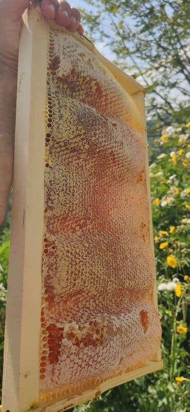 продается мед: ELF BEE'S 1977 ECO-PRODUCT FOR HEALTH AND LONGEVITY Tovuzun — 12