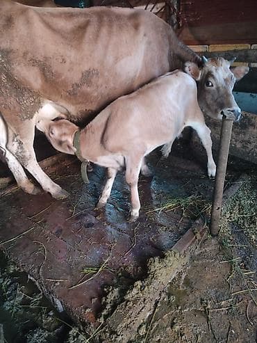 eşşək şəkili: 1ci bala erkey 10l süd verir tam sağlam şekilde barter var maşından — 3