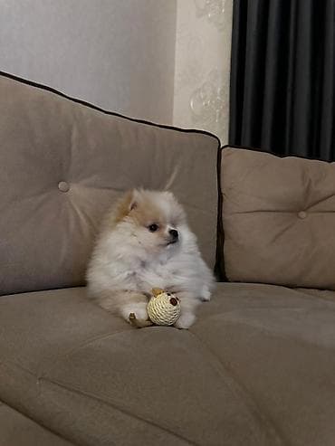 Şpitz, 2 ay, Erkek, Peyvəndli, Pulsuz çatdırılma lalafo.az -da Şpitz, 2 ay, Erkek, Peyvəndli, Pulsuz çatdırılma