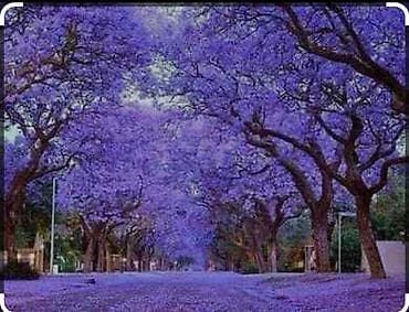 Çöl bitkiləri: Pavloniya (Adəm agaci)ağacları satılır .dunyanin ən tez böyüyən — 3