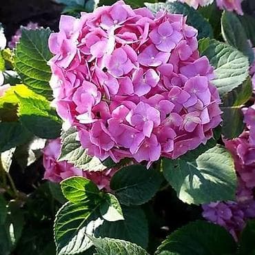 gül və çiçək adları: Bütün Bölgələrə çatdırılma var ətraflı whatsapp la əlaqə saxlayın Bağ — 3