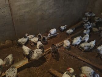 sultan toyuqlar: Satılır: 2 Ayliq Selebrsiz Cuceleri /toyuqlar qrupu Sağlam və baxımlı — 7