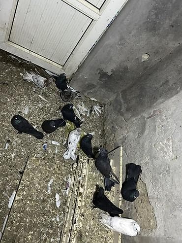 takla goyercin: 2 manatdan 12 denedi qiymet sondu hamsi saglamdi — 1