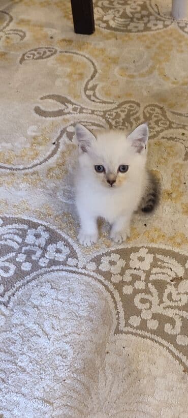 ağ heyratı: Şinşilla, Erkək, Yaxşı əllərə, Ünvandan götürmə, Ödənişli çatdırılma — 2