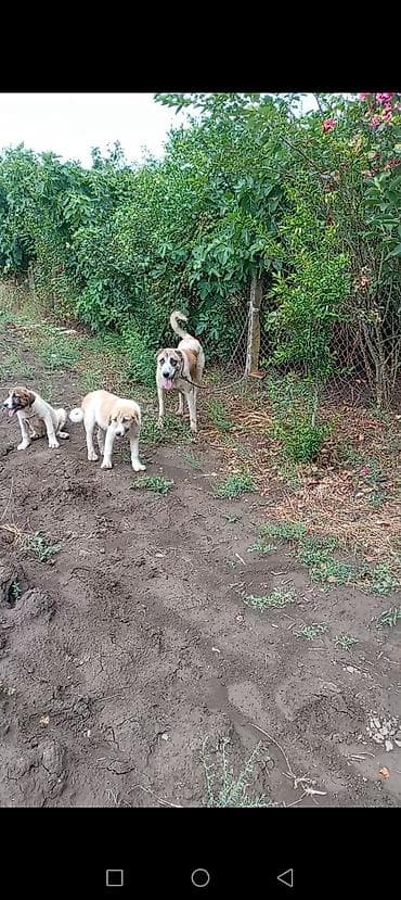 heyvan şəkilləri: Dişi it satılır birinci dəfəsidi doğub ata volkadav ana qurd basar boy — 1