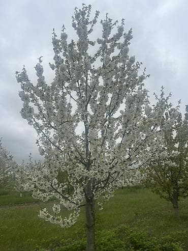 satin parça: QUBADA BAKI RUSİYA YOLU ÜZƏRİNDƏ HAZIR GƏLİR GƏTİRƏN GİLAS BAĞI — 3