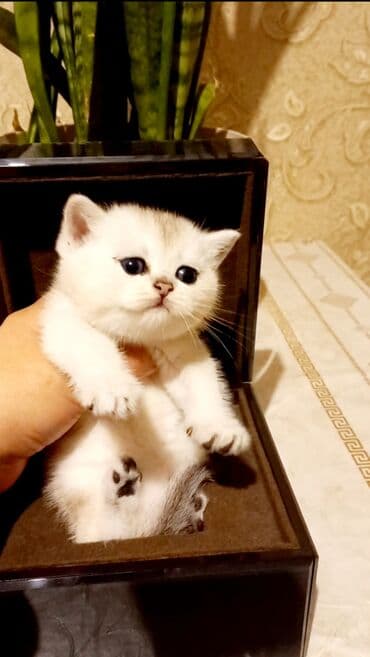 pişik daşıma: Britan, Erkək, Dişi, Yaxşı əllərə, Ünvandan götürmə — 1