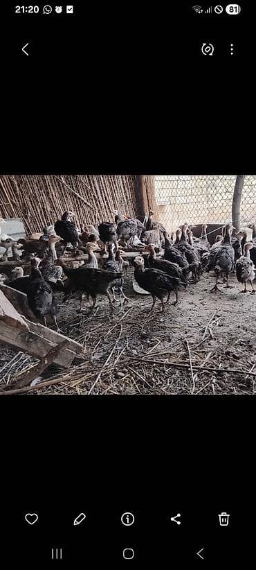 hindüşka: Hinduşka cücələri, Damazlıq — 5