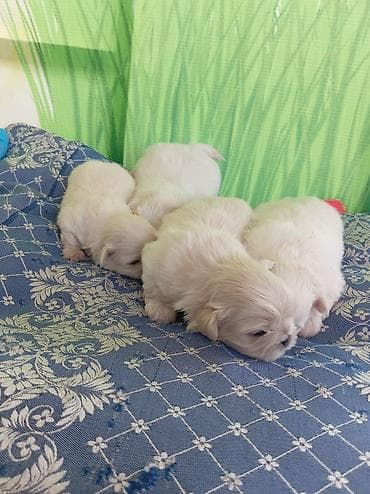 dişi xaski: Pekines, 1 ay, Dişi, Ödənişli çatdırılma — 6