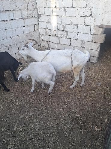 inek satişi: Cins keçilər satlır qara keçi ərkəydi — 2