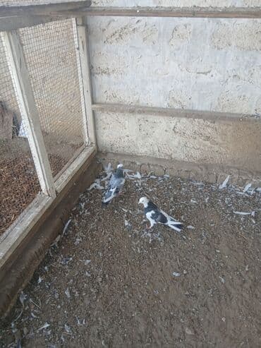ev itleri balaca: Kəvəndilər təzə tüleydədilər öz quşlarımın balasıdı uçurtmamışam — 2