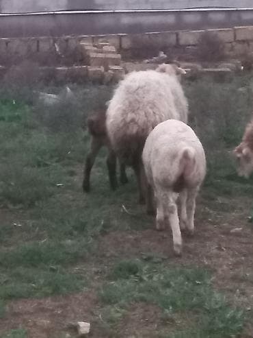 diri qoyun satisi: Salam heyavanlar satılır 3dənə balalı 1dənə tək 2si birinci qarın 2si — 5