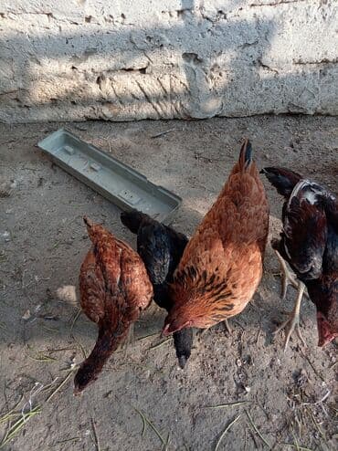 xarkov sortu toyuq: Toyuq, Yumurtalıq — 3