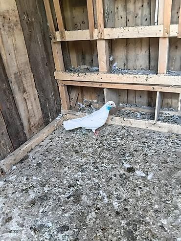 ag dovsan: Məhsul: Göyərçinlər (ağ və qarışıq rəngli növlər) Təsvir: - — 3