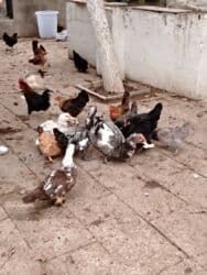 yerli inekler: Başlıq:Ev quşları Təsvir: Həyət quşları satılır: - Ördeyin xoruzu – — 9