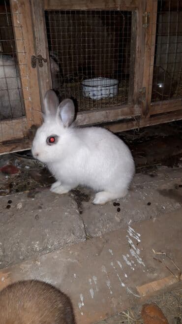 Mercedes-Benz: Karlik nov dovwanlar — 2