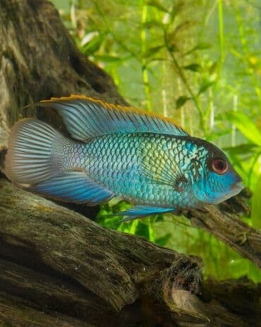 купить кур: Цихлид, Мирные — 2