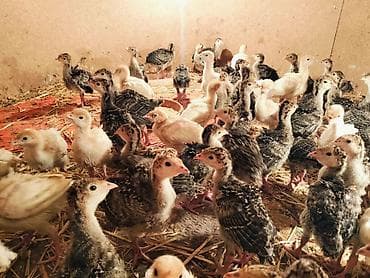 cucə yemi: 9 man -1 günluk,15 manata - 1 ayliq, 40man-3 ay yarim . Hinduskalar — 3