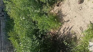 balali inək: Satılır: təbii yaşıl ot (qarışıq biçinlik) Məhsul təsviri: - — 5