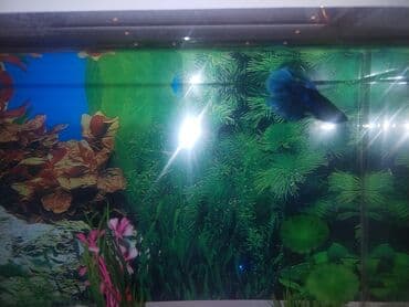 betta balıq: Betta (Petuşok balığı), Yırtıcı, Ünvandan götürmə — 1