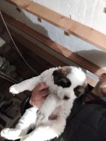 Digər heyvanlar: 33 Gunluk. Erkek fi. Temmiz Qan Qurdbasardi di Ekiz Tayida Var Dişinin — 2