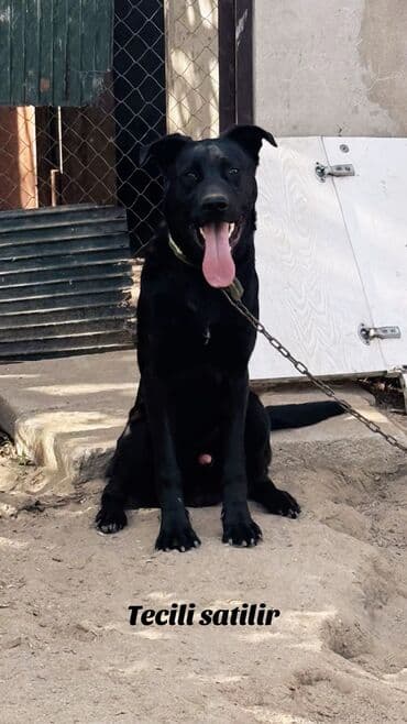 İtlər: 9 ay, Erkek, Peyvəndli, Ünvandan götürmə, Pulsuz çatdırılma — 1
