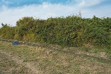 qubada torpag: 237 sot, Kənd təsərrüfatı, Mülkiyyətçi, Kupça (Çıxarış) — 5