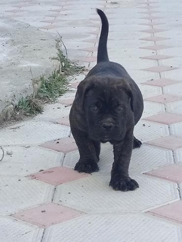 pudil iti satilir: Kane-Korso, 1 ay, Erkek, Sənədli, Ünvandan götürmə, Pulsuz çatdırılma, Rayonlara çatdırılma — 7