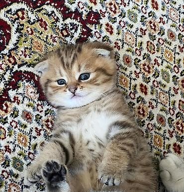 pisi: Şotland yastı qulaq, Erkək, Ünvandan götürmə — 4