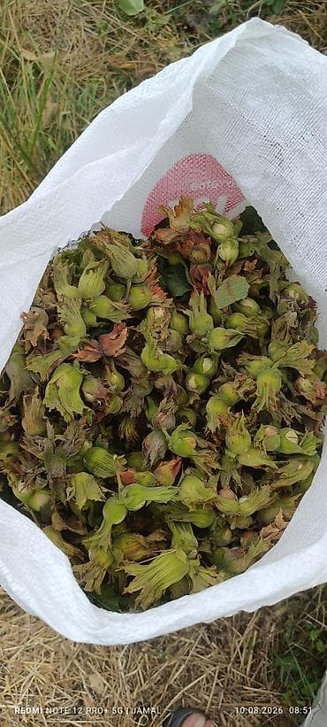 qələmə ağacı: Xaçmaz rayonu, Hacıəhmədoba kəndində fındıq bağı satılır! 🌳 1500-2000 — 1