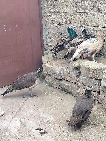 Məhsul: Tovus (pava) quşları – bir neçə baş 1 ana 4 bala - Növ: Hind