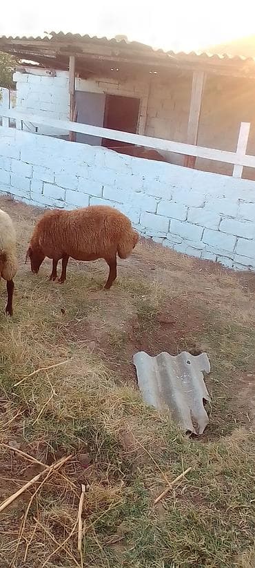 eşşəklər: 1 qarın doğub şişək satılır istəyən olsa yazsın videosunu atım baxın — 8