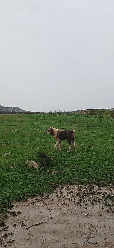 golden it cinsi: Qurdbasar, 1 il, Erkek, Peyvəndli — 6