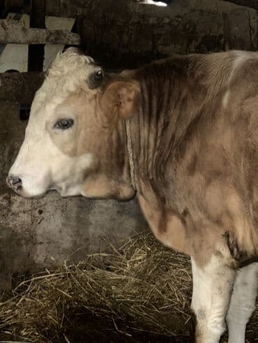 ətlik inək cinsləri: Erkək, il: 1, 100120 kq, Damazlıq, Ətlik, Ünvandan götürmə — 2