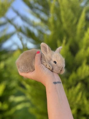 dovsan: 🐰 1 aylıq Mini Holland Lop balalarımız yeni yuvalarını axtarır. 🤍 ✅ — 5