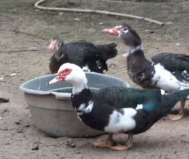 itlərə verilən adlar: Lal Ördək (Musk ördəkləri) — 1