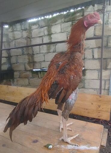 аксессуары и одежда для собак: Mayın 24 çixib indi indi üz alır Ana atası meydan heyvanıdır temiz — 1