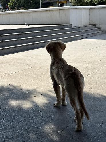 İtlər: Retriever, 5 ay — 6