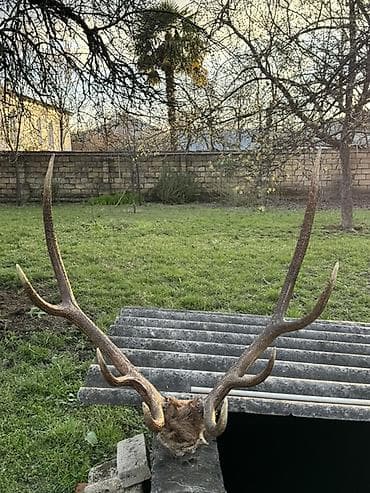 Məhsul: Təbii maral buynuzu (kəllə bazası ilə) Təsvir: - Böyük