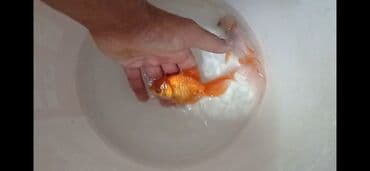 Qızıl balıq, Sülhsevər