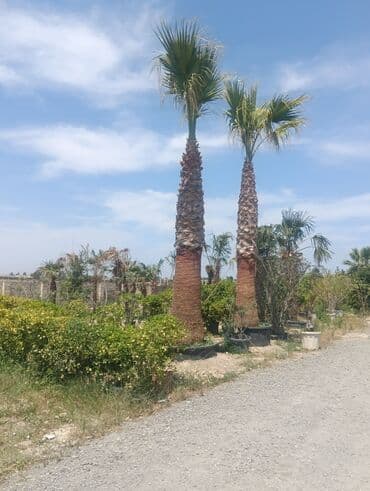 adəm ağacı: Palma satilir
palma sivarişi
munasib qiymetlere — 2