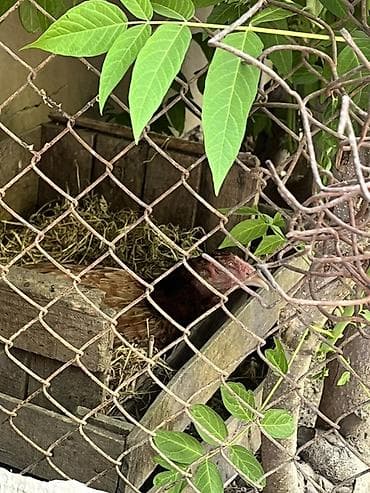 PW2500 Power Amplifier + Dynacord passıf qarışdırıcı sistemi Məhsul — 9