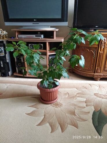 Çin qızılgülü lalafo.az -da Çin qızılgülü