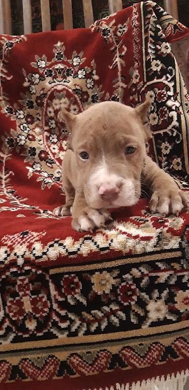 cins it: Pitbul, Peyvəndli — 5
