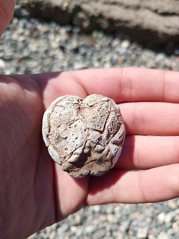 matras tək: 🔥 Milyon İllik Dəniz Kirpisi Fosili – Nadir Tapıntı! Satılır təbii — 2