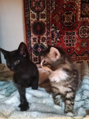 van pişik: Yaxşı əllərə — 10