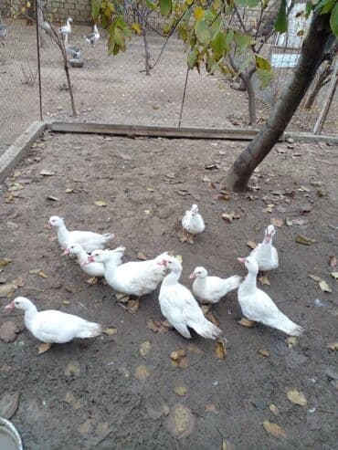 lal ordəklərin satışı: 9eded ax lal ordek — 1