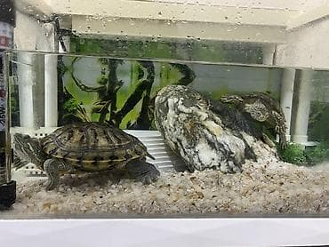 baliq tutan satilir: Dördbucaq akvarium, Balıqlarla birlikdə, 12 l, Ünvandan götürmə — 5